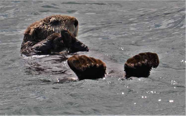otter